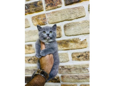 British Shorthair Yavrularımız Hazır