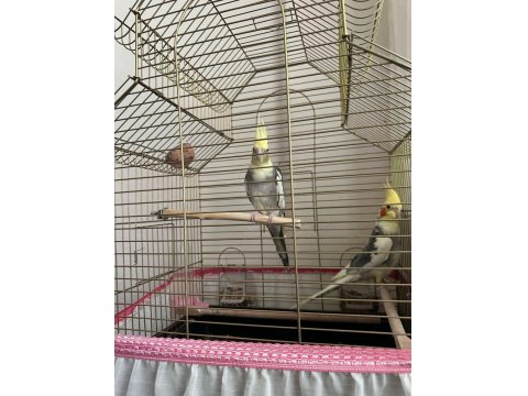 Sultan Papağanı Çiftimiz