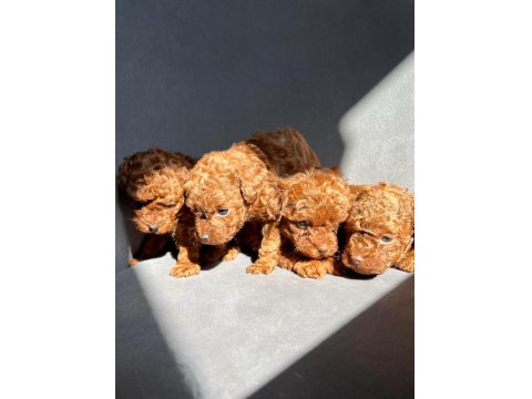 Kore Red-Brown Toy Poodle Yavrularımız