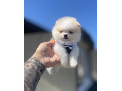 Ayı Surat Pomeranian Boo Köpekler