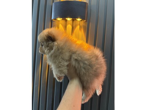 Şeker Pomeranian Bebeklerimiz