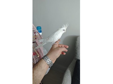 6 Aylık Albino Sultan Papağanı