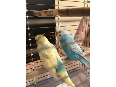 Sağlıklı Çift Muhabbet Kuşu Yumurtalı