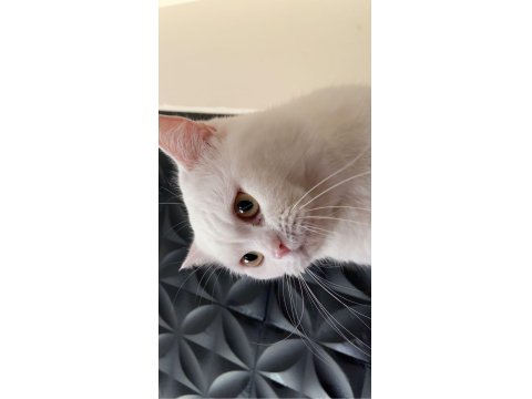 British Shorthair Erkek Kedi