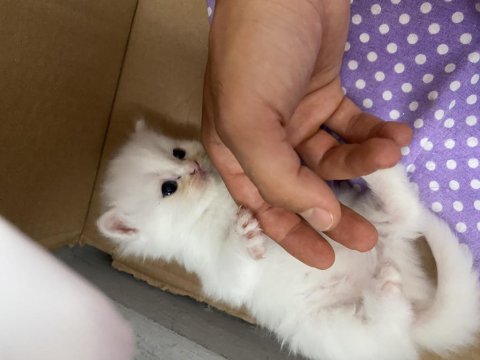 Cins Kedimiz British Shorthair