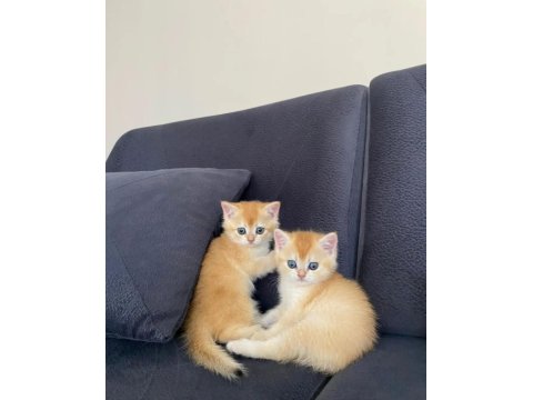 British Shorthair Golden Ny12 Dişi