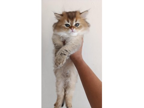 Ny25 Erkek Güzeli British Longhair