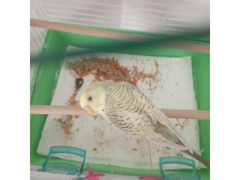 6 Aylık Erkek Muhabbet Kuşu