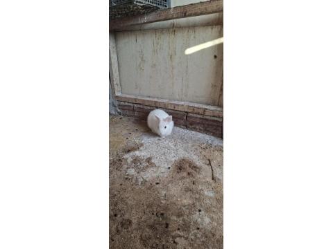 Cüce Tavşan 2 Aylık