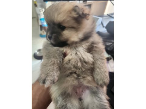 Rezerve Ye Açık Köpeğimiz