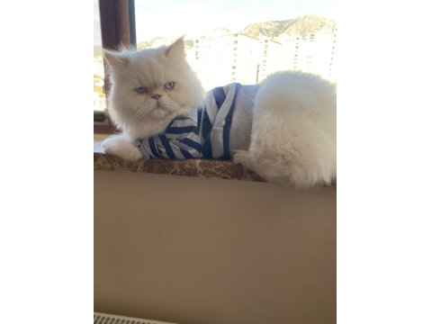İran Persian Kedimiz