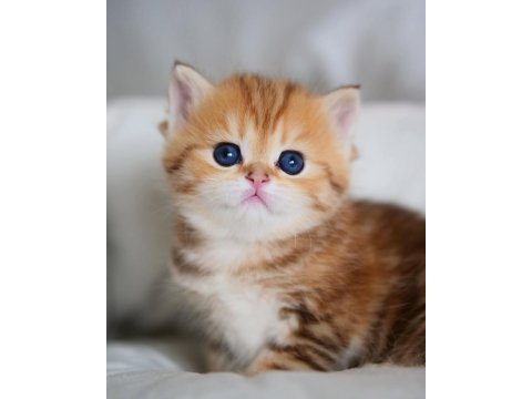 Güzellik Abidesi Golden British Shorthair Yavrumuz