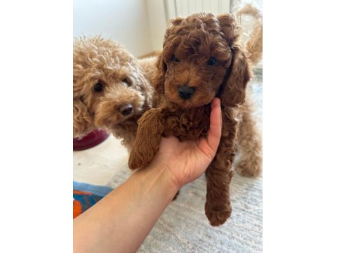 Anne Altından Toy Poodle Bebekler