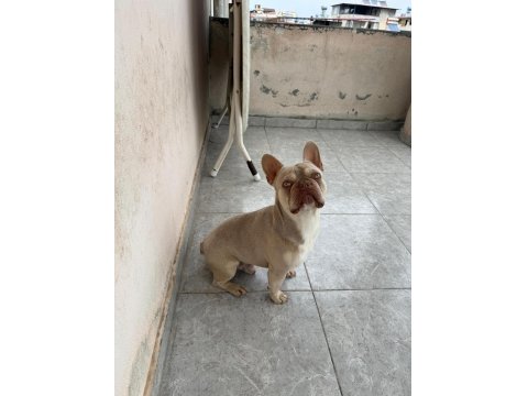 New Shade Isabella French Bulldog