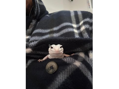 Çok Uyguna Döllenmiş Leopard Gecko Nadir Morf (Het)
