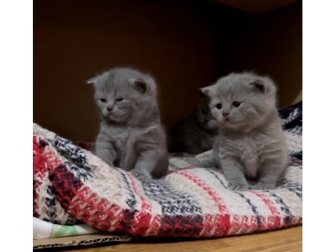 Orijinal Irk Safkan British Shorthair