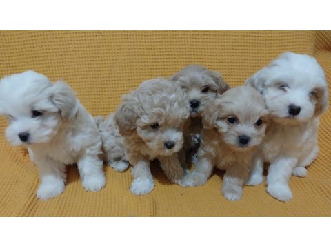Maltipoo Bebeği Köpekler