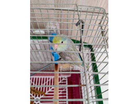 Turkuaz Forpus Papağanı Bebekler