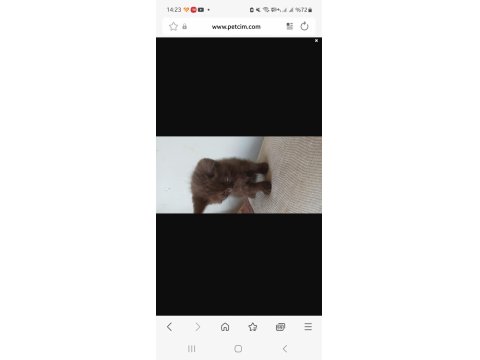 Adana Yavru Kediler Teslime Hazır