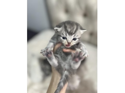 6 Adet British Shorthair Blue Point Yavru