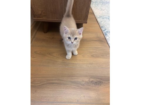 2 Aylık British Yavrumuz