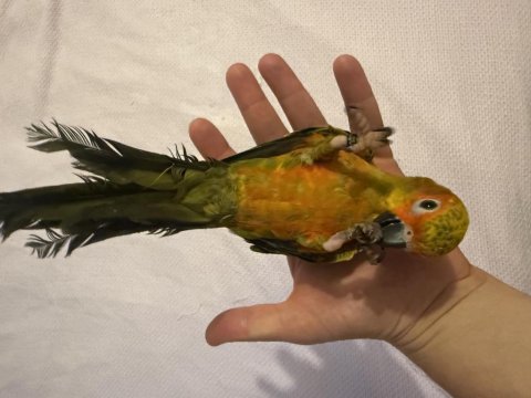 Güneş Konur Papağanı Oyun Hamuru 7 Aylık