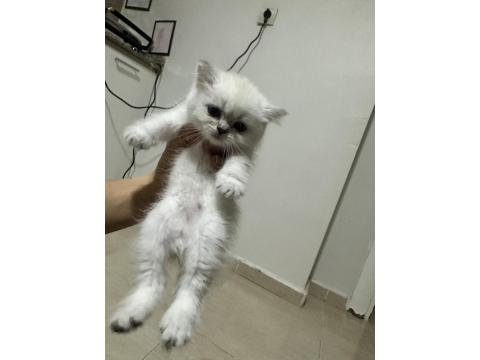 British Shorthair Dişi Kedimiz