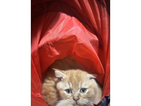 British Shorthair Turuncu Yavru