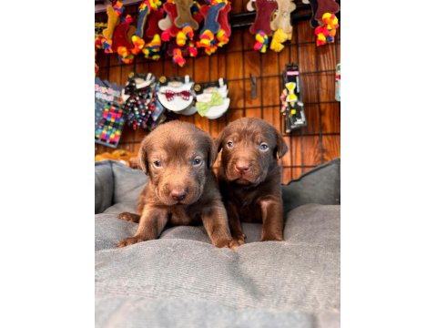 Labrador Sevgisi Burada Başlıyor!