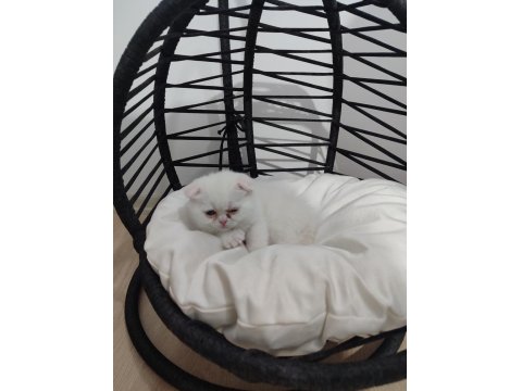 Scottish Fold Bembeyaz Yavru