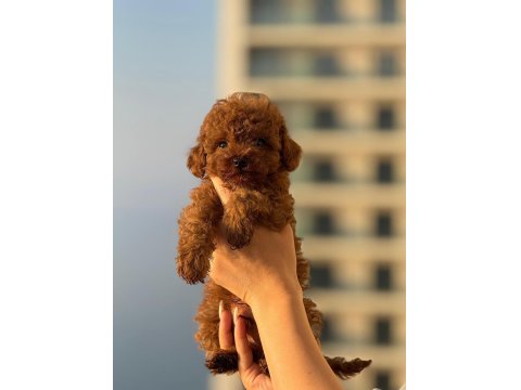 Kore Kan Redbrown Poodle Bebekler