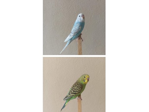 Yeni Yeme Düşmüş Uysal Renk Güzeli Yavru Muhabbet Kuşlar