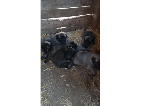 Orjinal Kangal Yavruları Sivastan