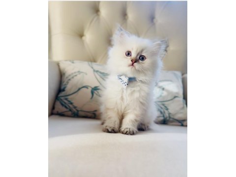 Sevimli Minik British Longhair