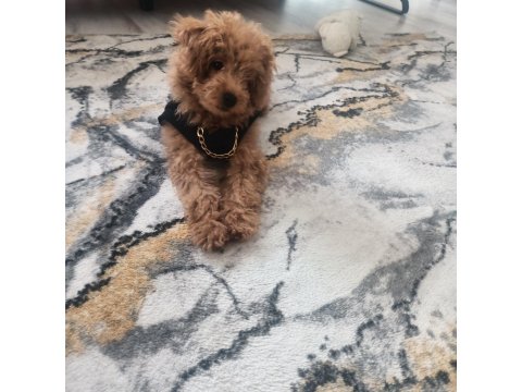 4 Aylık Toy Poodle