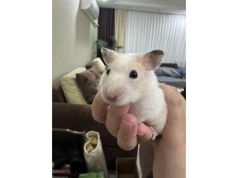 Beyaz Suriye Hamster
