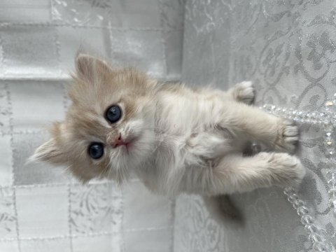 Çok Güzel Ve Oyuncu British Shorthair Ve Longhair Kediler