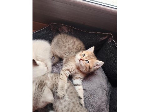 Top Kafa Yüksek Kalite Irk British Yavrular