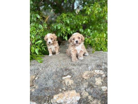 Maltipoo Yavrularım Sağlık Ve Irk Garantilidir