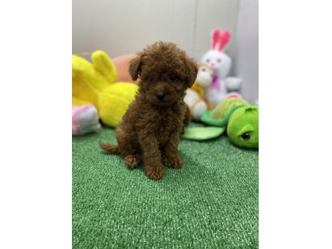Erkek Dişi Toy Poodle Yavrularımız