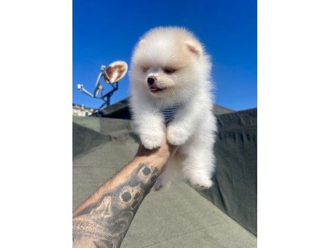 Ayı Surat Pomeranian Boo Yavrular