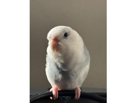 2-3 Aylık Bebek Forpus Papağanı