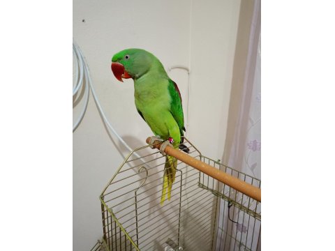 Erkek Alexander Papağanı 10 Aylık