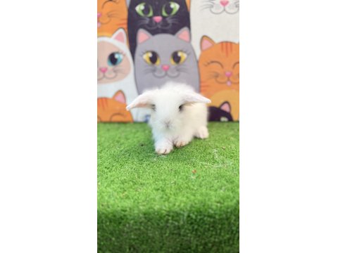 Hollanda Teddy Lop Tavşanı Gönderim Yapılır