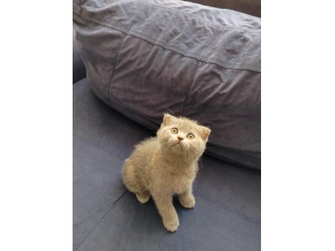 Scottish Fold Kedimiz