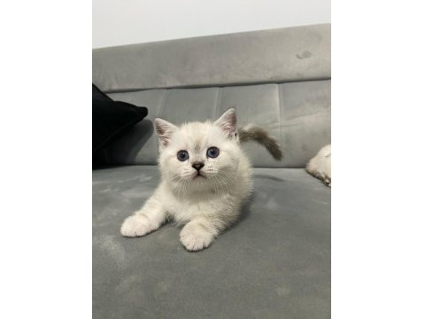 British Shorthair Blue Point