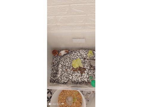 Suriye 2 Erişkin Erkek Hamster