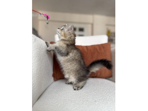 Mükemmel Kalite Golden Ny25 British Longhair