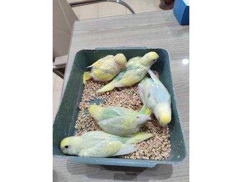 Ev Üretimi Yavru Muhabbet Kuşlar
