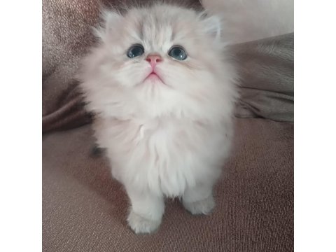 Show Kalite British Longhair Bebekler
